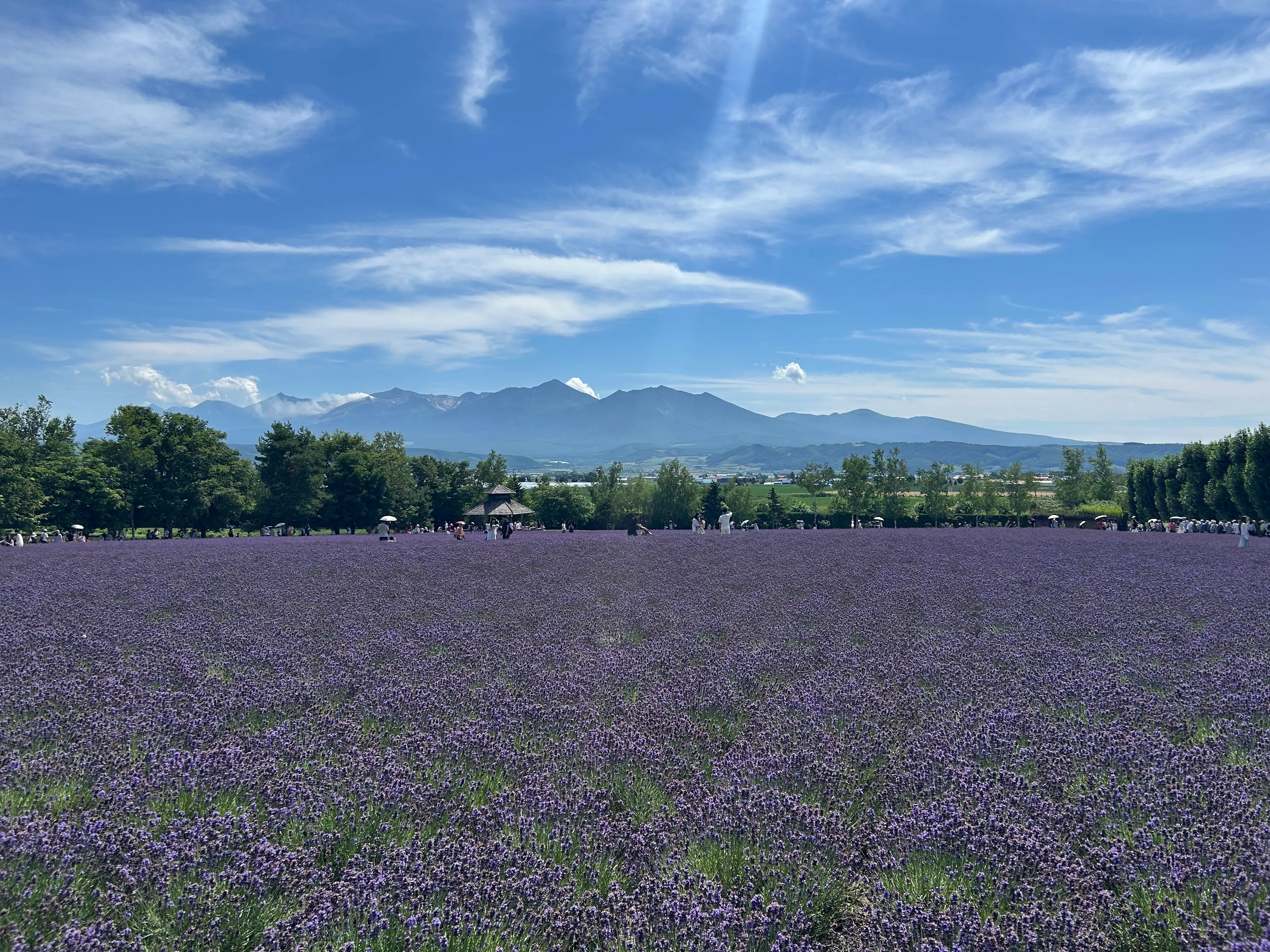 青空の下、山並みを望む富良野の一面のラベンダー畑