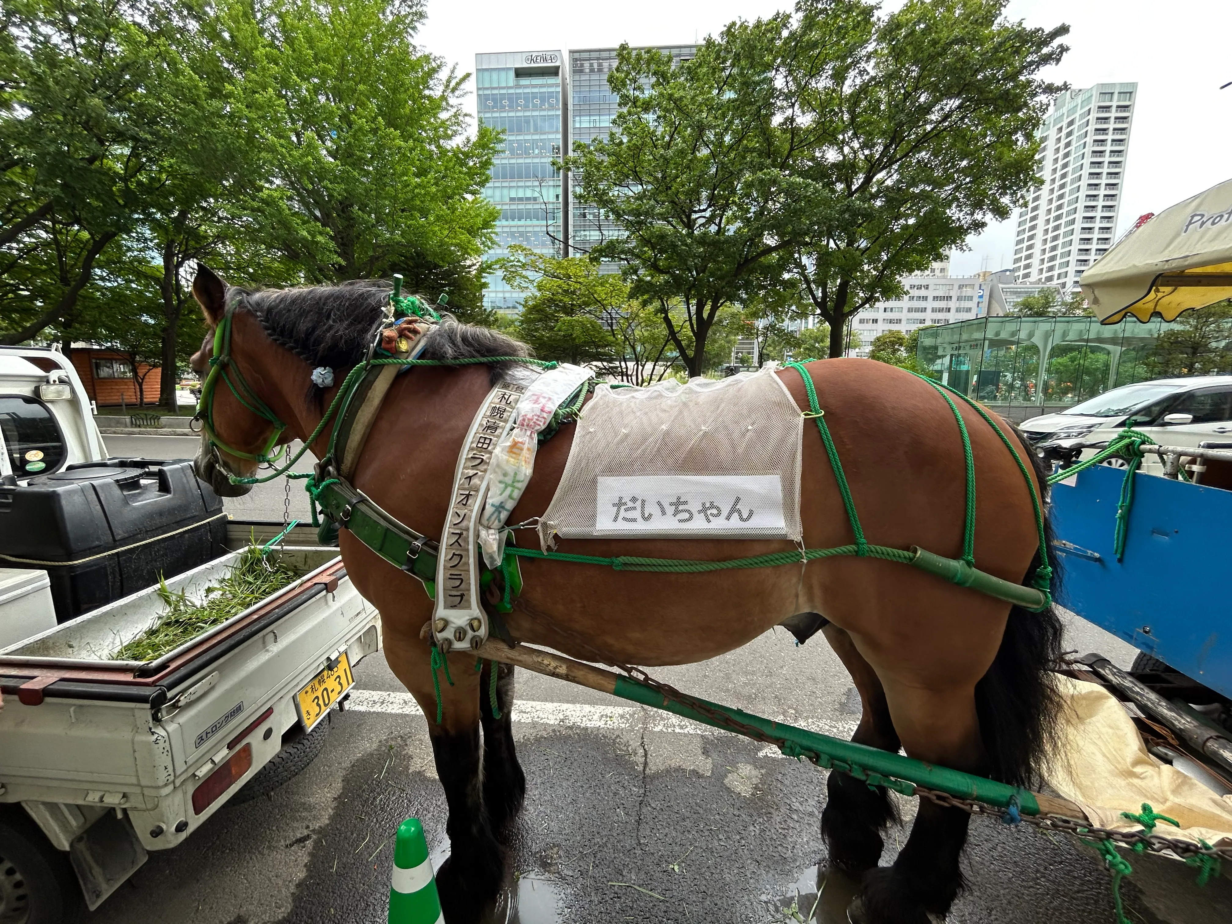 大通公園近くで出会った観光馬車の馬「だいちゃん」